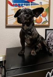 Lost Male Dog last seen East, Verduga, Roselawn, Linwood , Stanislaus County, CA 95382