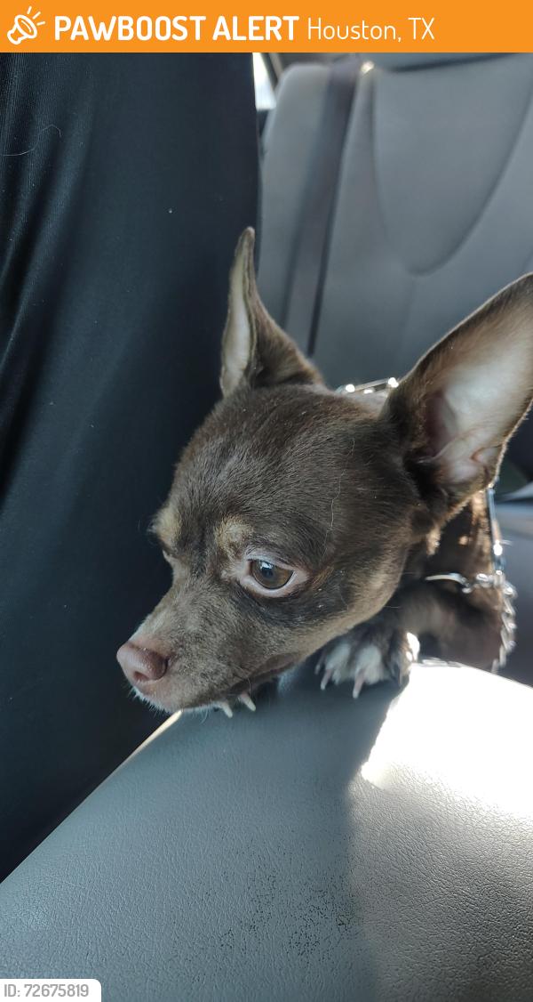 Found/Stray Male Dog last seen Rodgerdale and Meadowglen , Houston, TX 77042