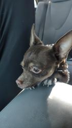 Found/Stray Male Dog last seen Rodgerdale and Meadowglen , Houston, TX 77042