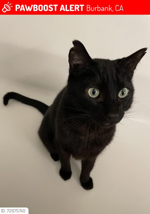 Lost Male Cat last seen Atrio Burbank, Burbank, CA 91504