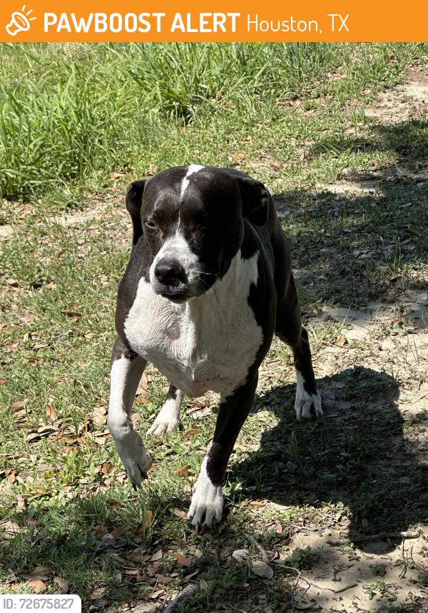 Found/Stray Female Dog last seen Ballinger Drive, Willowbridge, Houston, TX 77064