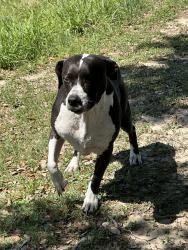Found/Stray Female Dog last seen Ballinger Drive, Willowbridge, Houston, TX 77064