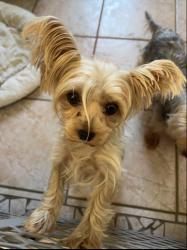 Lost Female Dog last seen Colony meadows elementary , Sugar Land, TX 77479