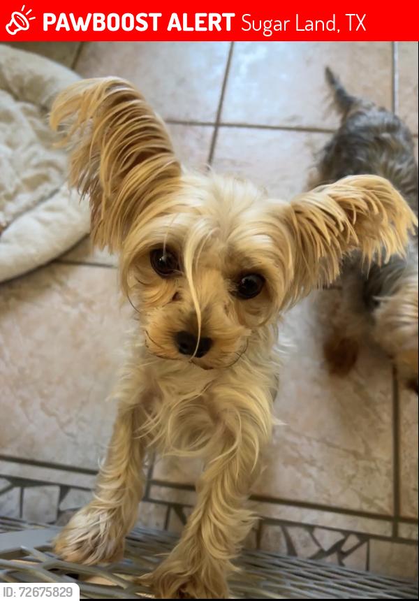 Lost Female Dog last seen Colony meadows elementary , Sugar Land, TX 77479