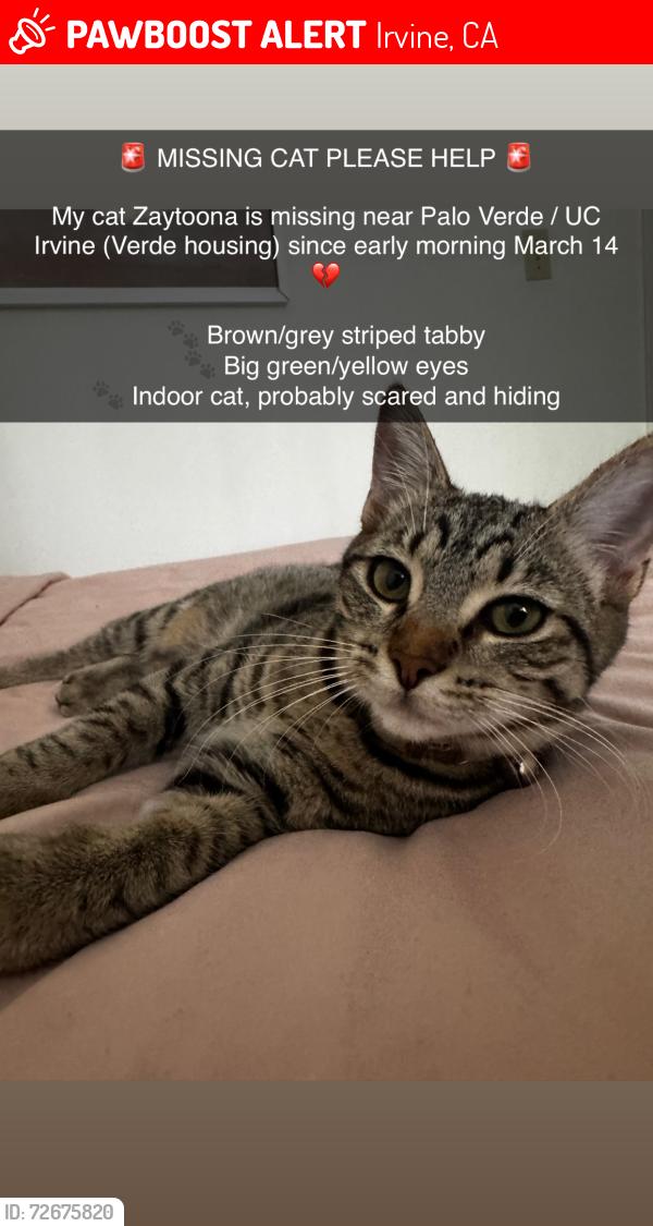 Lost Female Cat last seen Palo Verde Rd, Irvine, CA 92617