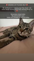 Lost Female Cat last seen Palo Verde Rd, Irvine, CA 92617