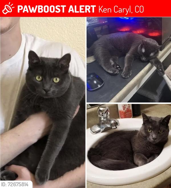 Lost Female Cat last seen W meadows Dr and W Hindsdale Dr, Ken Caryl, CO 80127