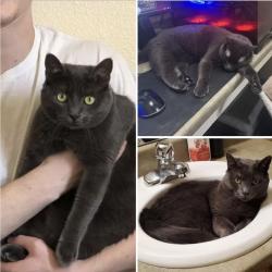 Lost Female Cat last seen W meadows Dr and W Hindsdale Dr, Ken Caryl, CO 80127