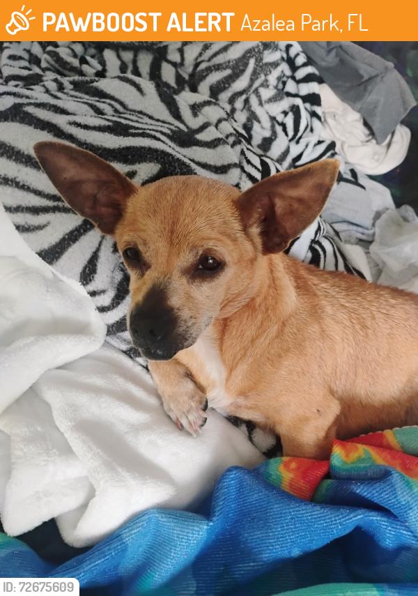 Found/Stray Female Dog last seen Goldenrod and Curry Ford , Azalea Park, FL 32822