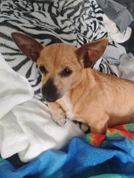 Found/Stray Female Dog last seen Goldenrod and Curry Ford , Azalea Park, FL 32822