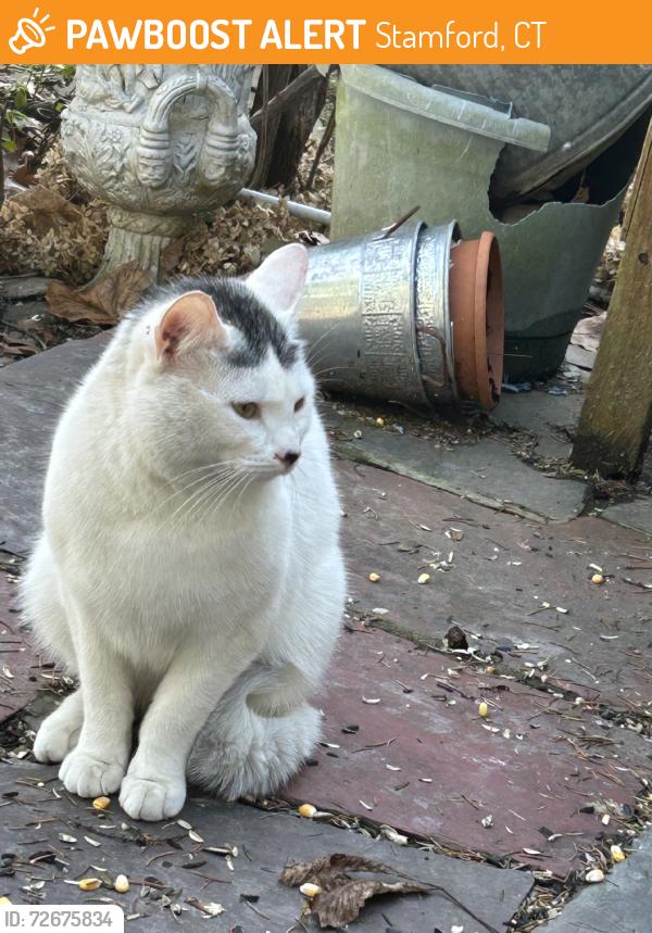 Found/Stray Male Cat last seen high ridge, Stamford, CT 06901