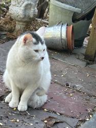Found/Stray Male Cat last seen high ridge, Stamford, CT 06901