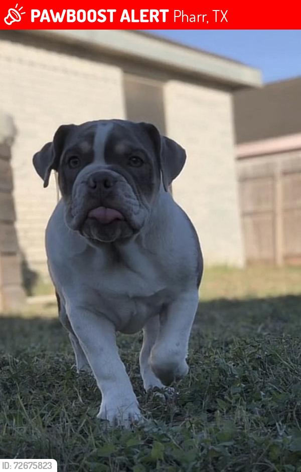 Lost Female Dog last seen Rio vista av Pharr tx, Pharr, TX 78577