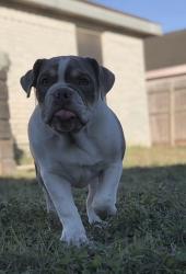 Lost Female Dog last seen Rio vista av Pharr tx, Pharr, TX 78577