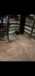 Found/Stray Unknown Cat last seen Shea and 101 hwy, Scottsdale, AZ 85260