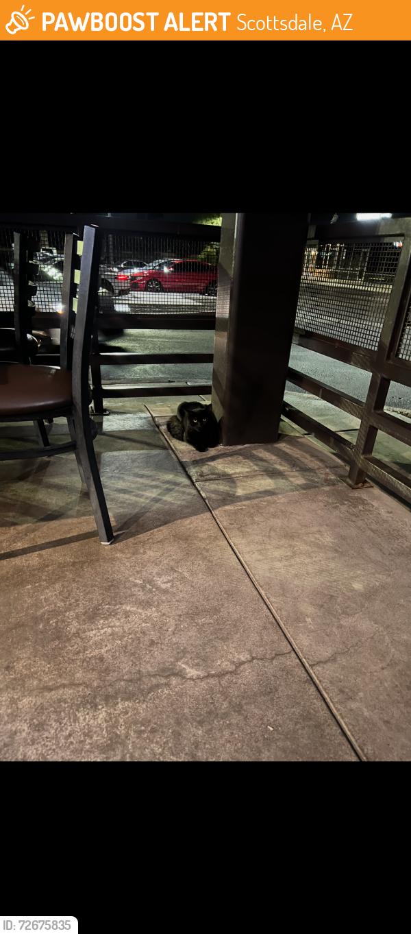 Found/Stray Unknown Cat last seen Shea and 101 hwy, Scottsdale, AZ 85260