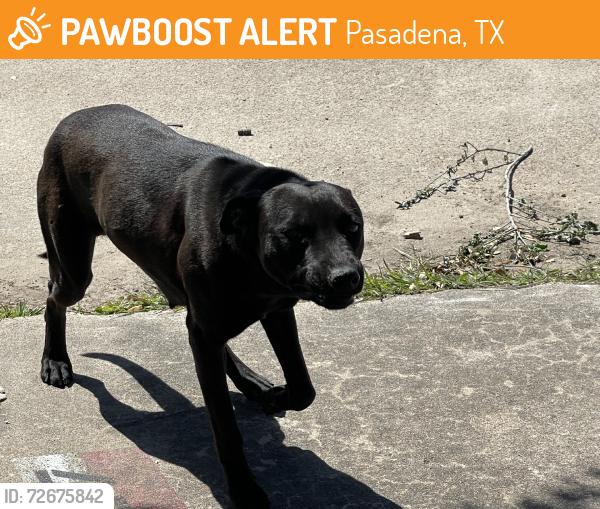 Found/Stray Female Dog last seen parkland and Strawberry, Pasadena, TX 77504