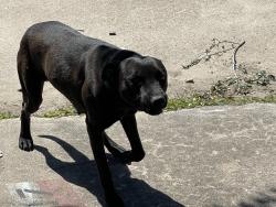 Found/Stray Female Dog last seen parkland and Strawberry, Pasadena, TX 77504