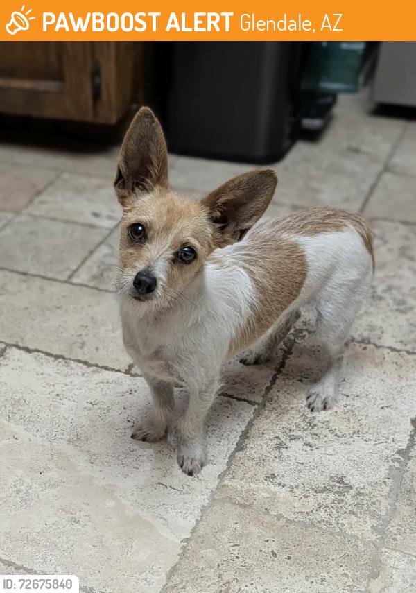 Found/Stray Unknown Dog last seen 54th Ave and Glenn Dr, Glendale, AZ 85301