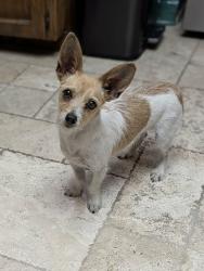 Found/Stray Unknown Dog last seen 54th Ave and Glenn Dr, Glendale, AZ 85301