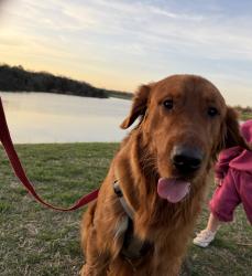 Lost Male Dog last seen Regal Dr Denison, Denison, TX 75020