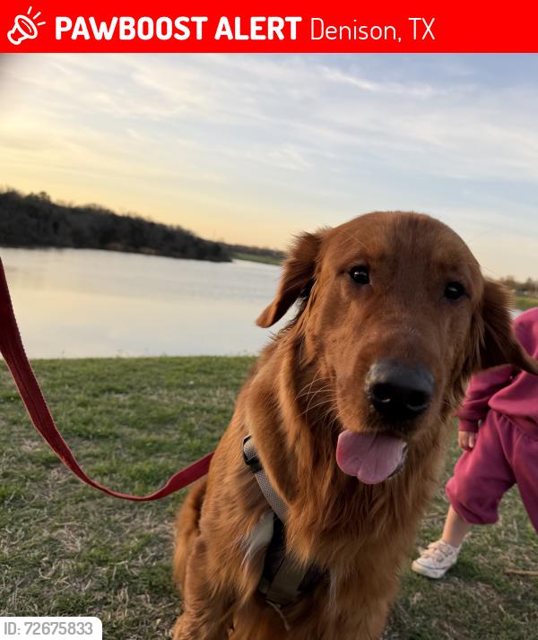 Lost Male Dog last seen Regal Dr Denison, Denison, TX 75020