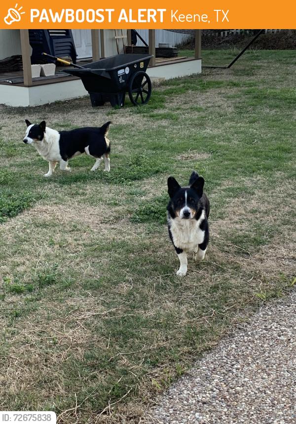 Found/Stray Male Dog last seen Near , Keene, TX 76031