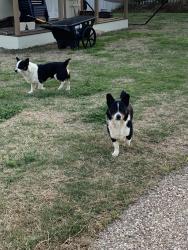 Found/Stray Male Dog last seen Near , Keene, TX 76031