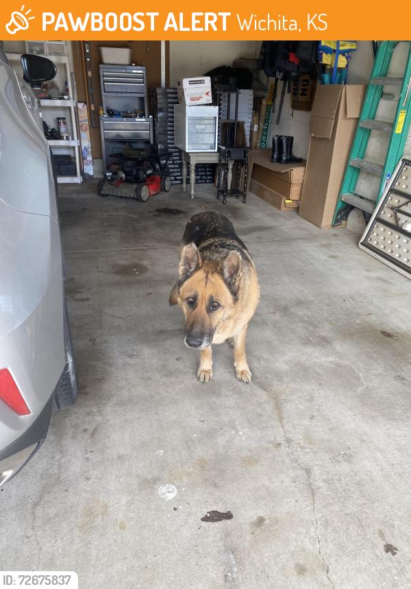 Found/Stray Female Dog last seen Lincoln and webb, Wichita, KS 67207