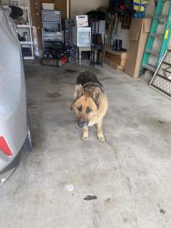 Found/Stray Female Dog last seen Lincoln and webb, Wichita, KS 67207
