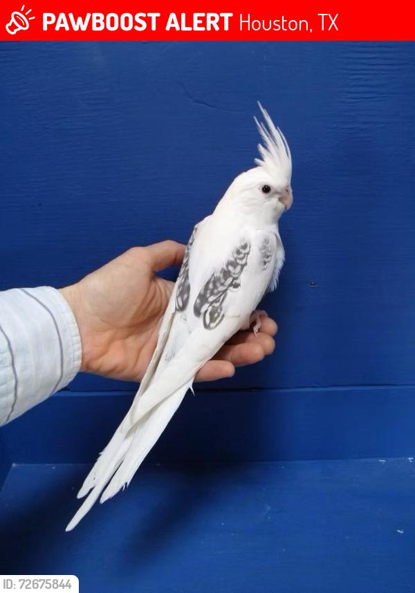 Lost Male Bird last seen Blue wahoo lane , Houston, TX 77433