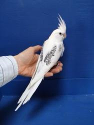 Lost Male Bird last seen Blue wahoo lane , Houston, TX 77433