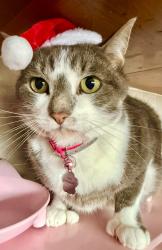 Lost Female Cat last seen Martock Snookerclub , Martock, England TA12