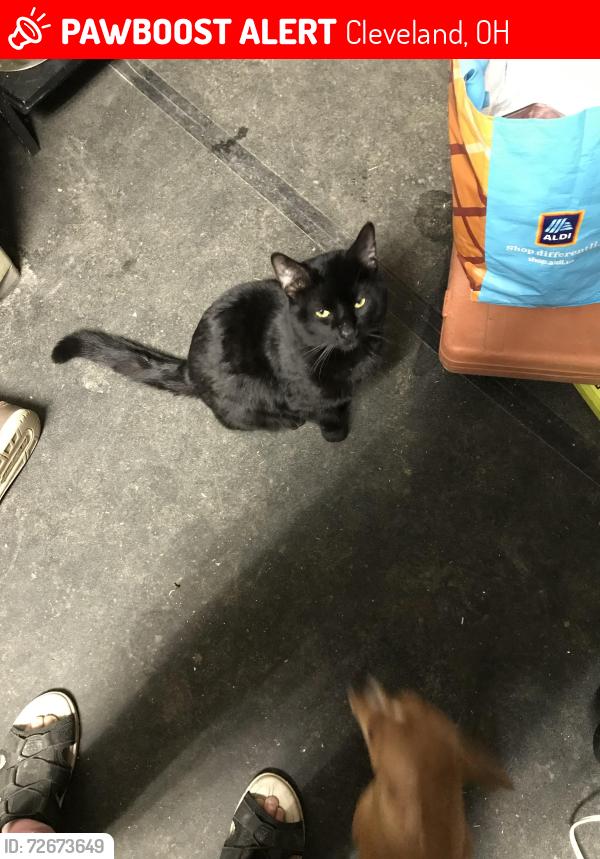 Lost Male Cat last seen Berea rd, Cleveland, OH 44111