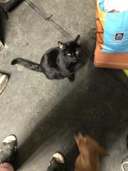 Lost Male Cat last seen Berea rd, Cleveland, OH 44111