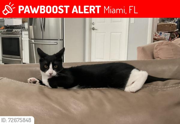 Lost Male Cat last seen Near sw 175th st., Miami, FL 33187, Miami, FL 33187