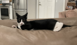 Lost Male Cat last seen Near sw 175th st., Miami, FL 33187, Miami, FL 33187