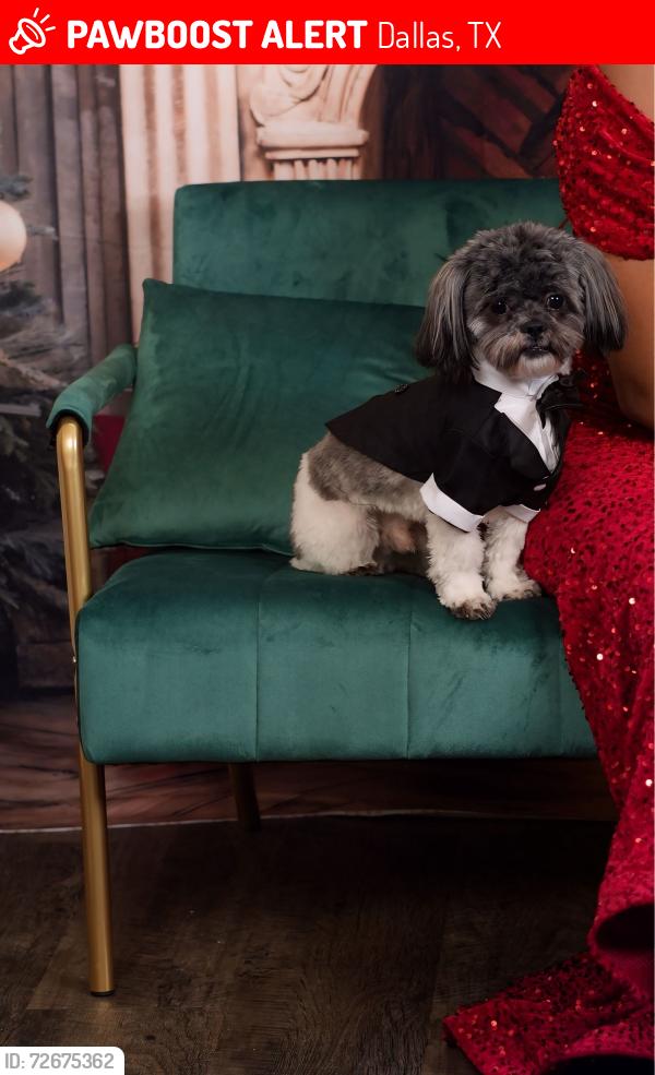 Lost Male Dog last seen HARLANDALE & Saner , Dallas, TX 75216