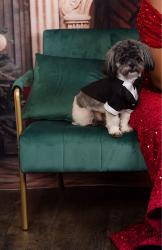 Lost Male Dog last seen HARLANDALE & Saner , Dallas, TX 75216