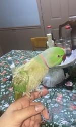 Lost Male Bird last seen Old powder springs Mableton/ Pine valley rd , Mableton, GA 30126