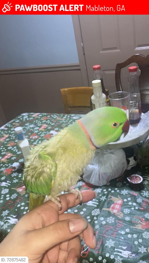 Lost Male Bird last seen Old powder springs Mableton/ Pine valley rd , Mableton, GA 30126