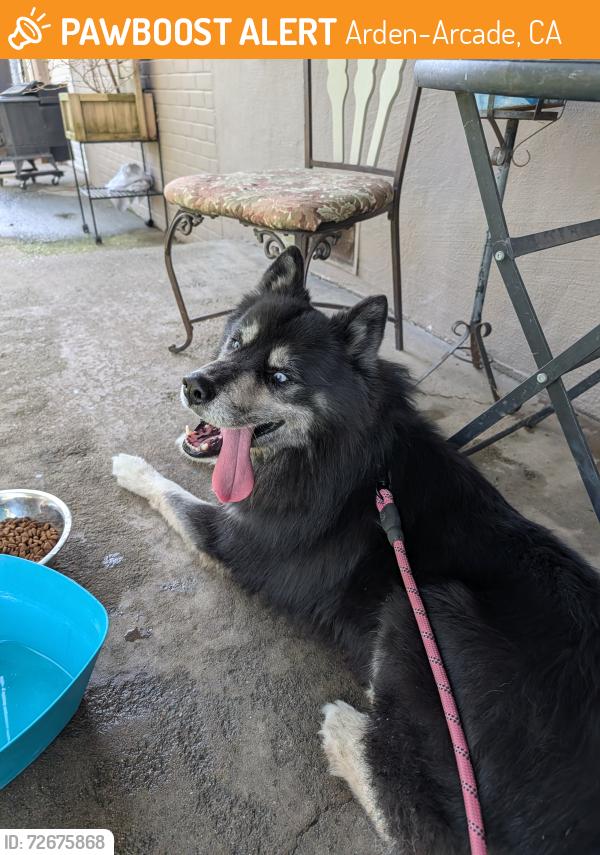 Found/Stray Male Dog last seen Wasn't ave and shady Lane , Arden-Arcade, CA 95821