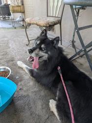 Found/Stray Male Dog last seen Wasn't ave and shady Lane , Arden-Arcade, CA 95821