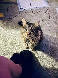 Lost Male Cat last seen Near N Augusta Drive Suncite, Sun City, AZ 85351