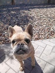Found/Stray Female Dog last seen Putnam Elementary school , El Paso, TX 79912