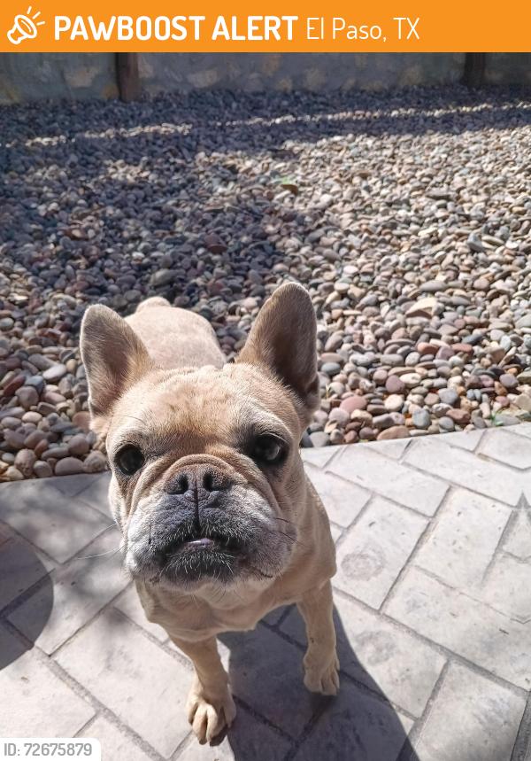 Found/Stray Female Dog last seen Putnam Elementary school , El Paso, TX 79912
