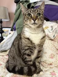 Found/Stray Male Cat last seen On Ellington St. in Haymount area, Fayetteville, NC 28305