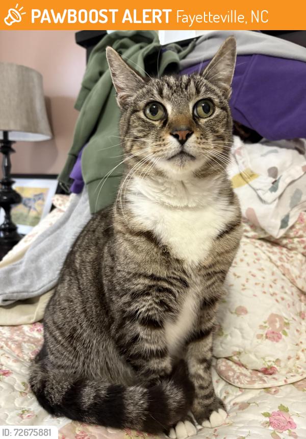 Found/Stray Male Cat last seen On Ellington St. in Haymount area, Fayetteville, NC 28305