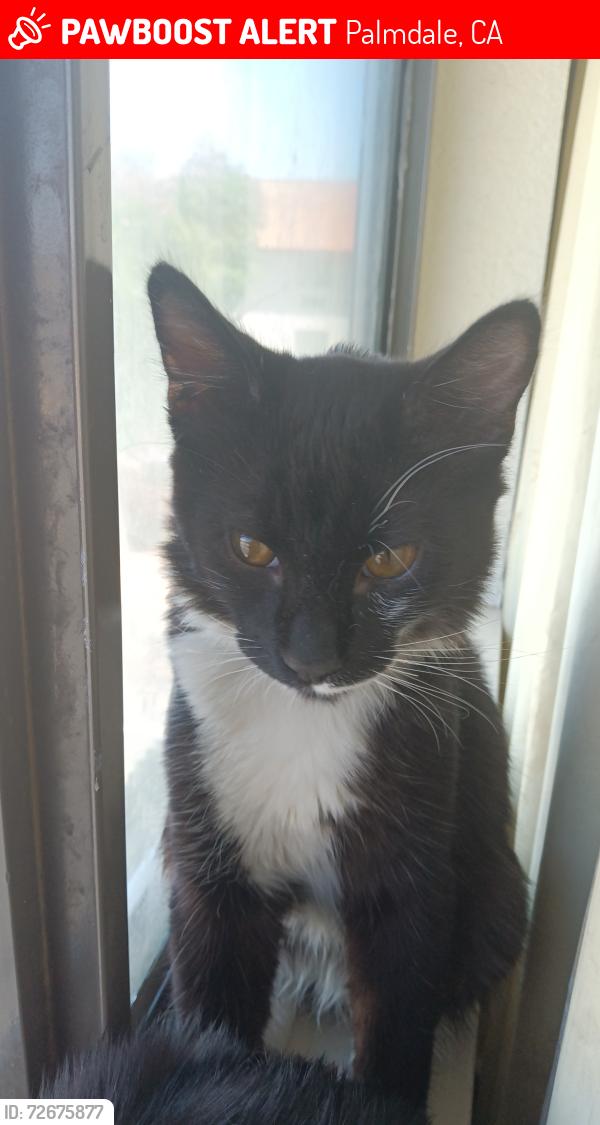 Lost Male Cat last seen  Pelona Vista Park & Ride, Palmdale, CA 93350