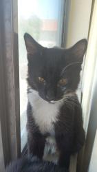 Lost Male Cat last seen  Pelona Vista Park & Ride, Palmdale, CA 93350